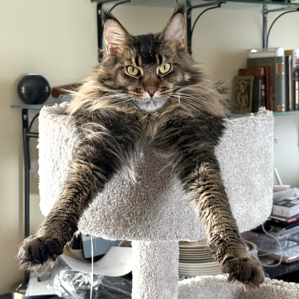 Hey there. I’m Tobias and my job is to make sure my “Human” posts every day 😻 - Picture 1 of 1